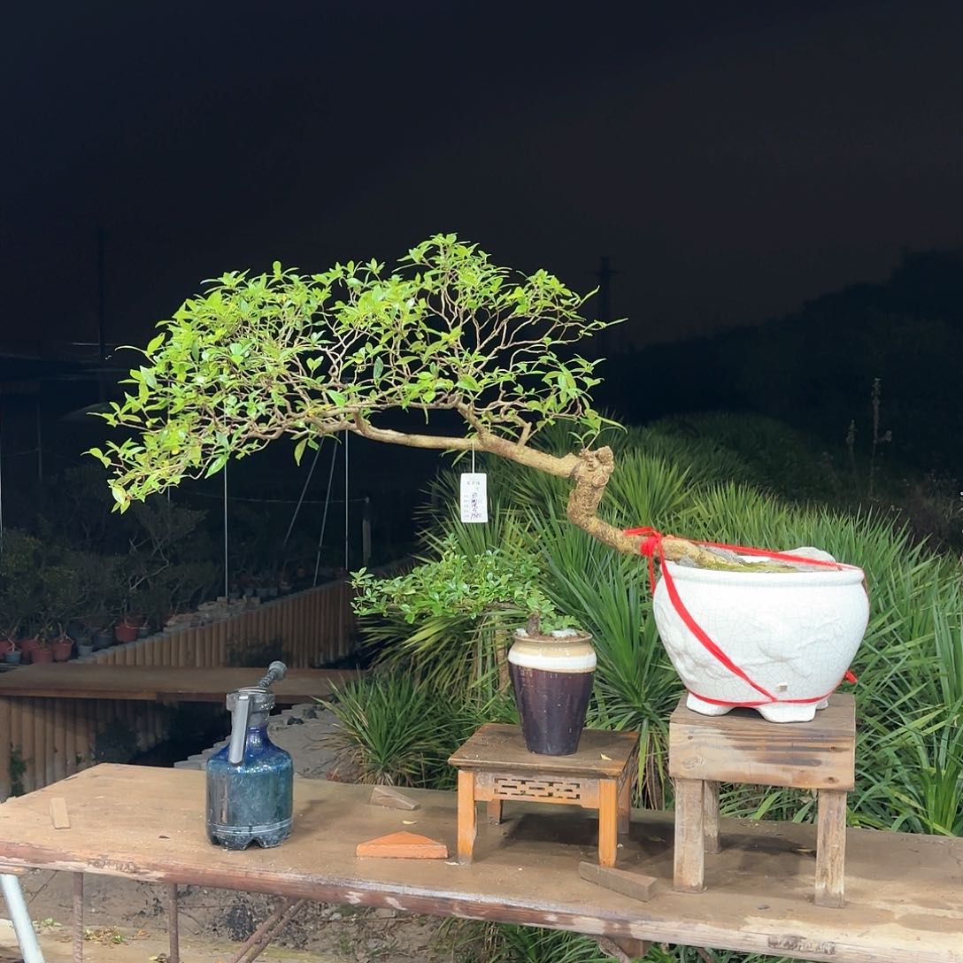 盆景精品海岛栀子花