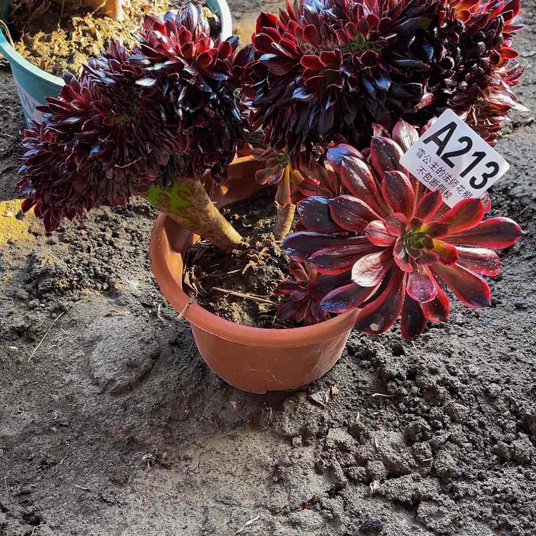 法师法师15–43包邮法师