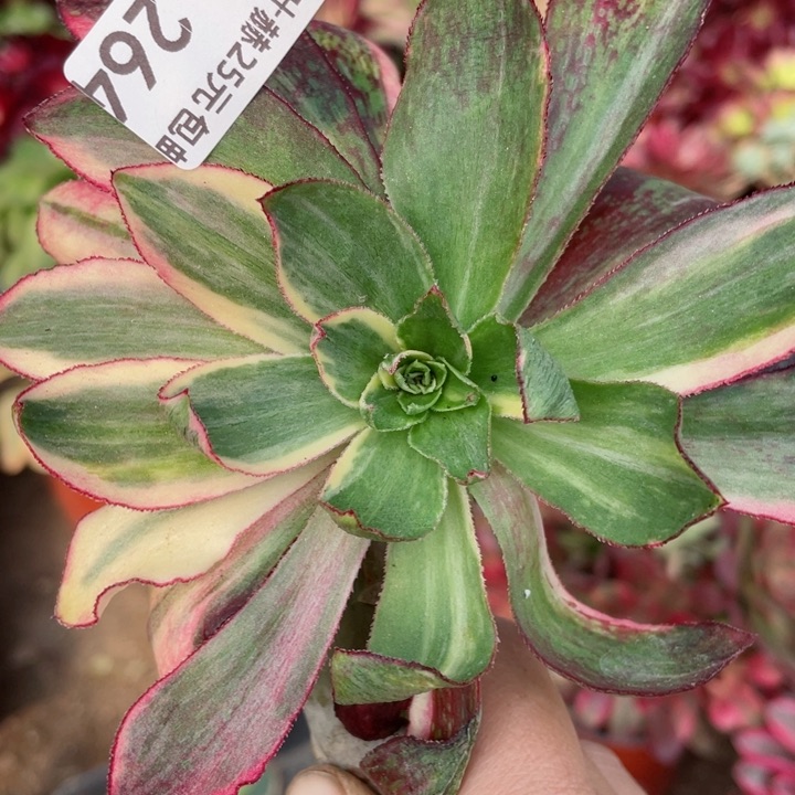 264魅影七彩嫁接多肉。12345678