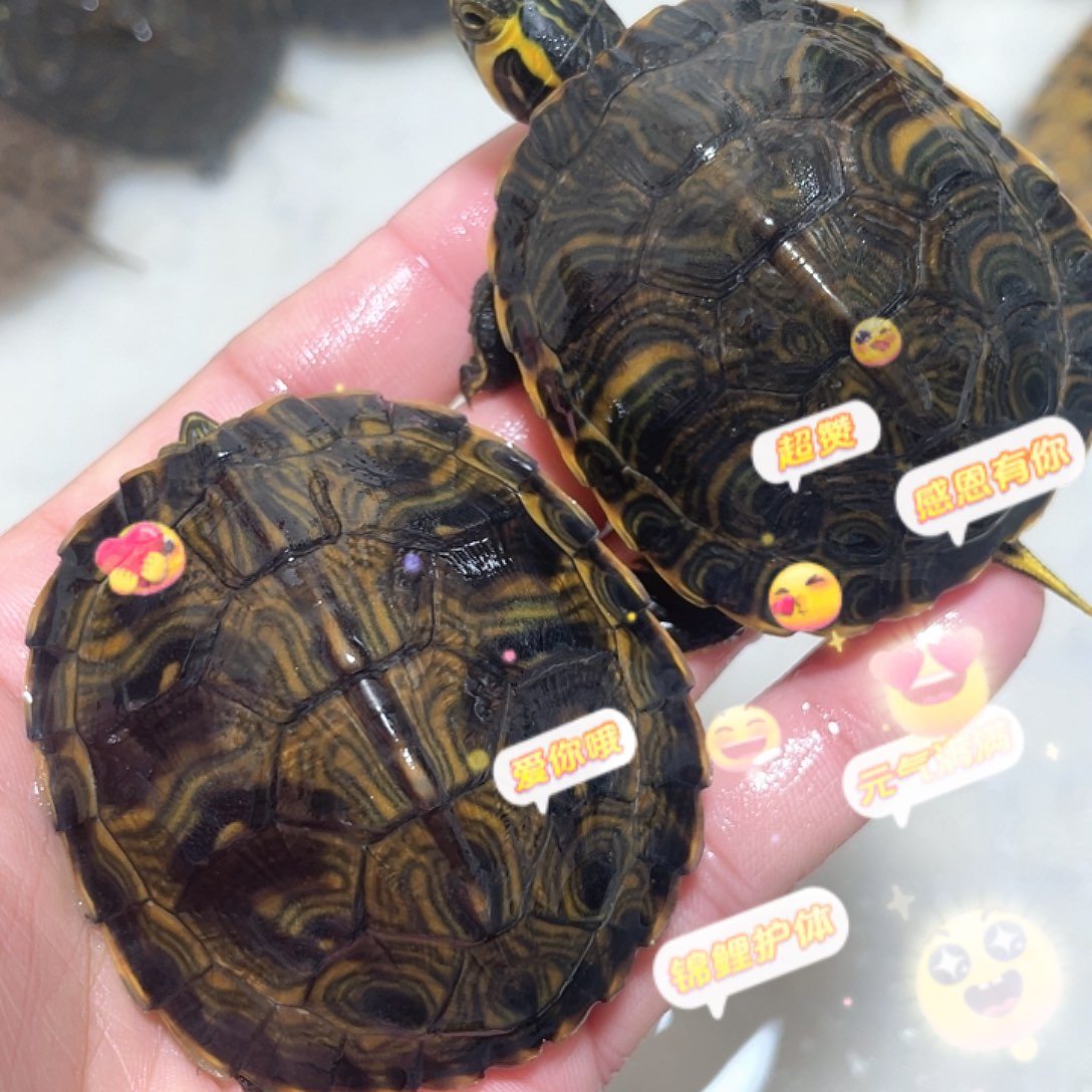 宠物龟母2耳5.6-5.7