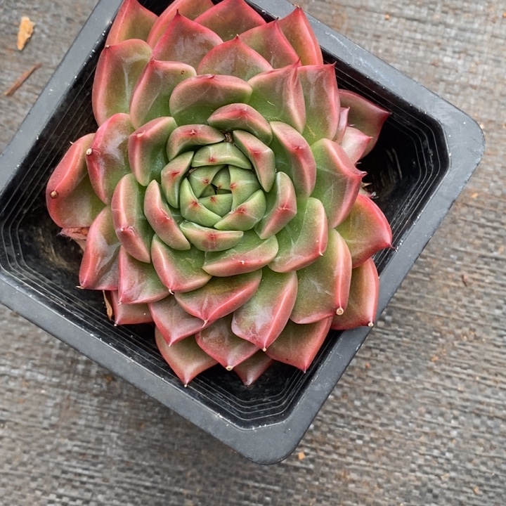 红***风精品多肉植物2810