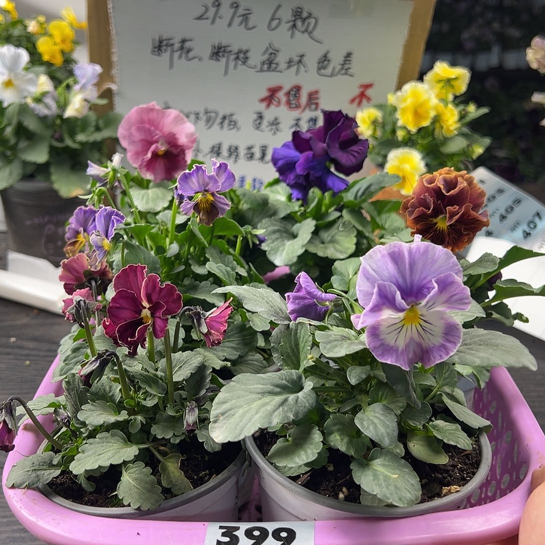 大部分花苞少量开放399号