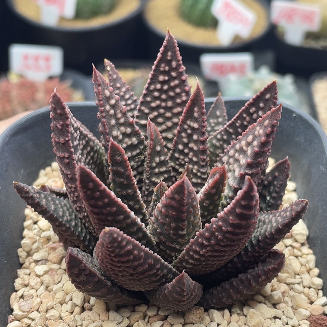 实生雪A 致远多肉植物