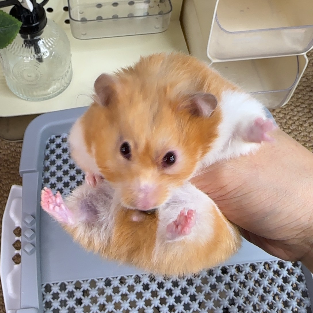 1肉桂妹妹8个月161g