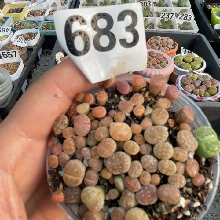 683红橄榄lllllllllllll