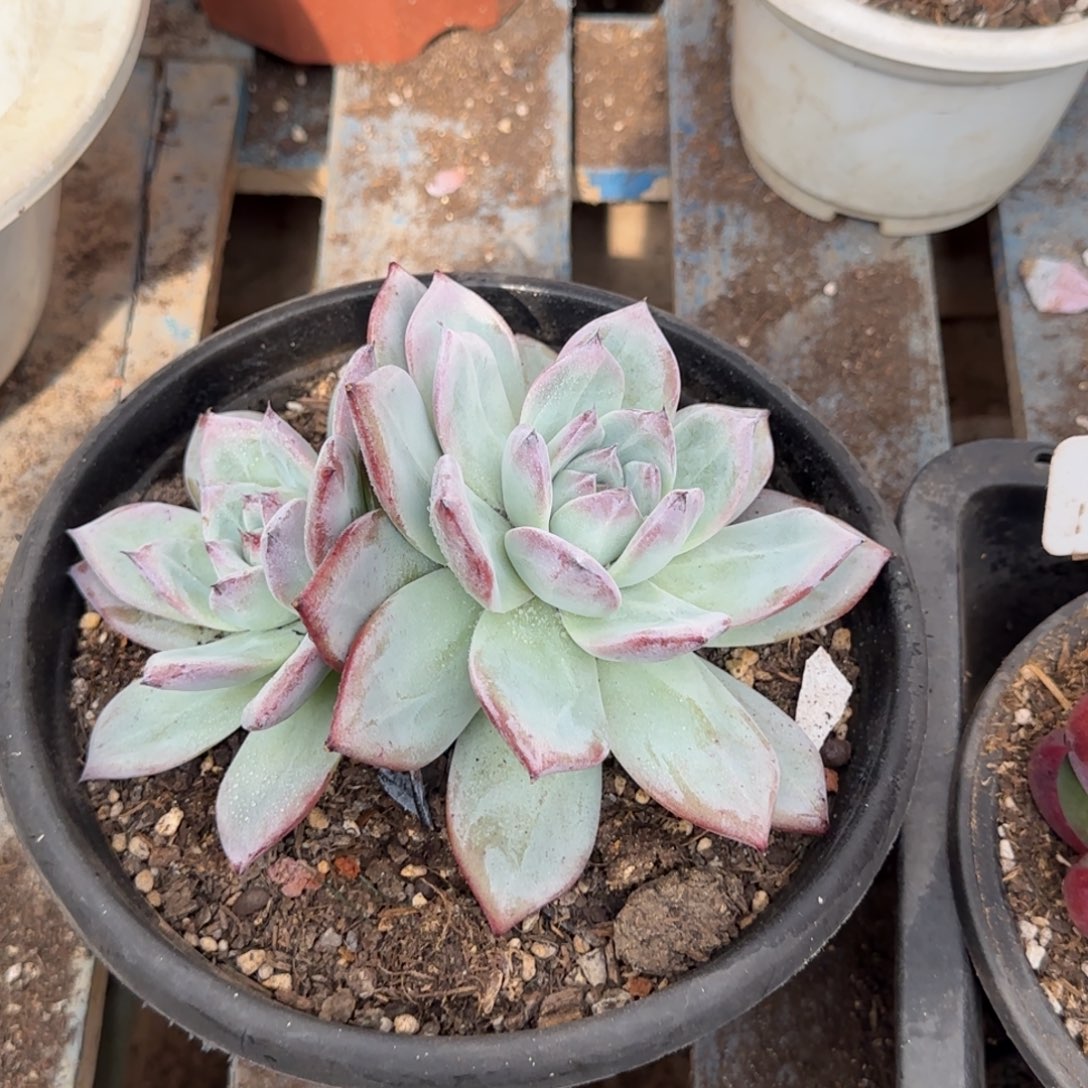 黑卡惊鸿一物一拍包装收缩花旱