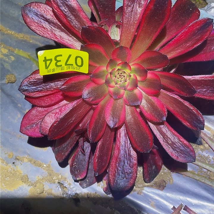 0734女儿红多肉植物