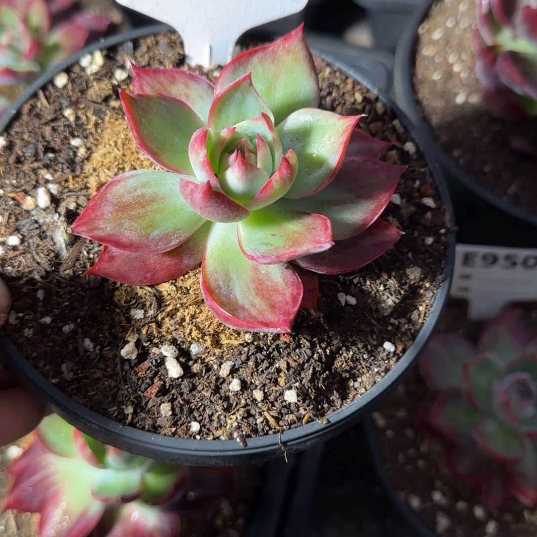 惊鸿一物一拍包装收缩花旱343