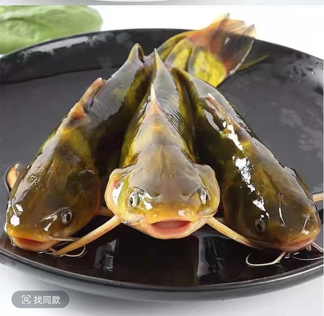 活体鱼四川黄骨鱼黄辣丁观赏水族淡水饲养