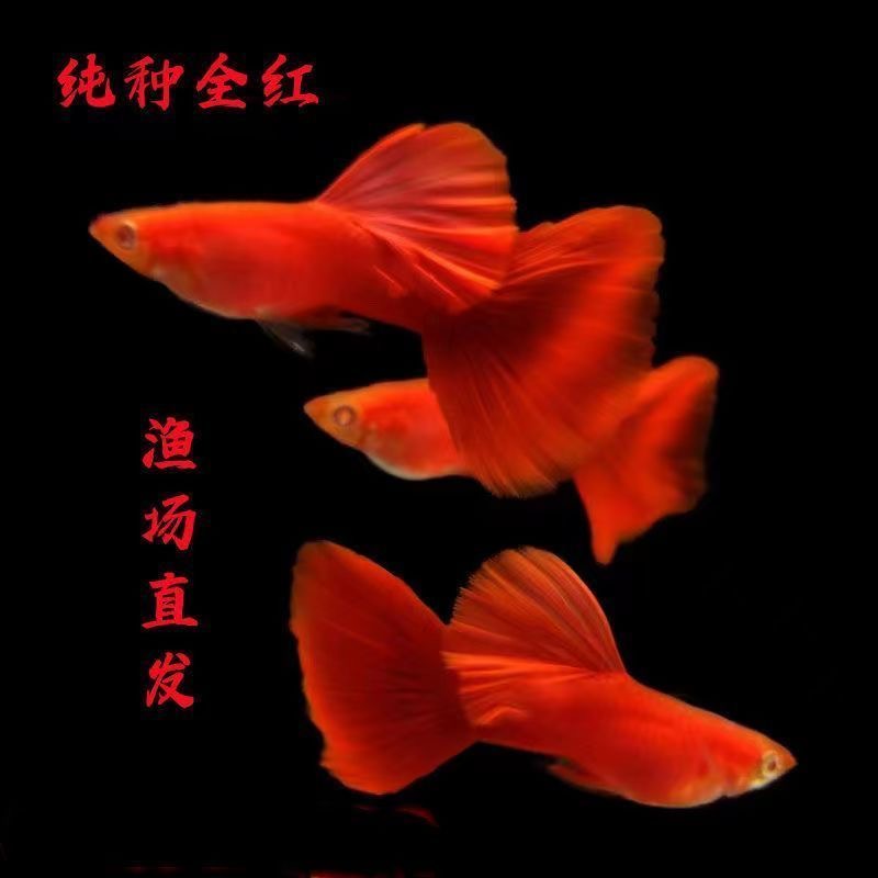 【全红】全红孔雀鱼小型热带观赏鱼活体凤尾鱼胎生易繁殖适合家养