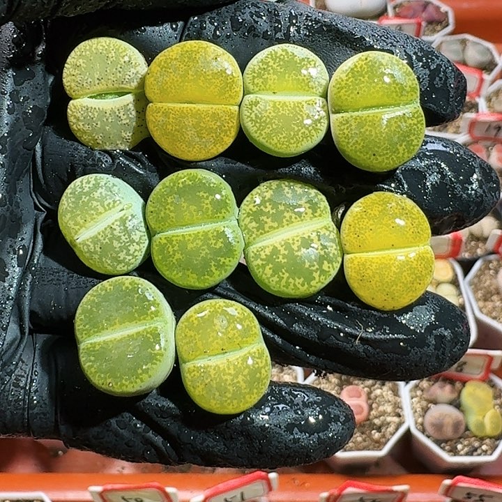 生石花11454。 173