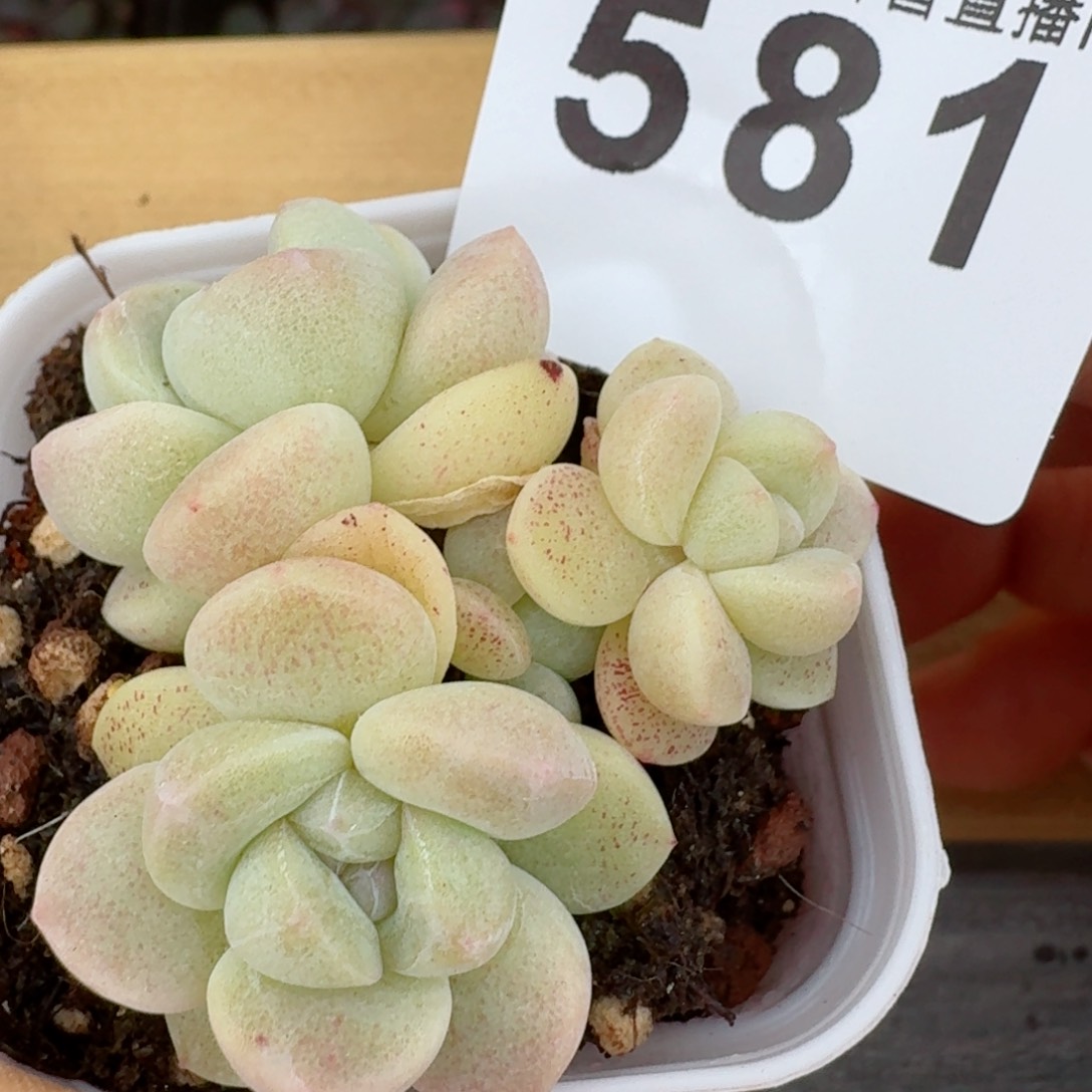 樱花冰玉白底         多肉植物