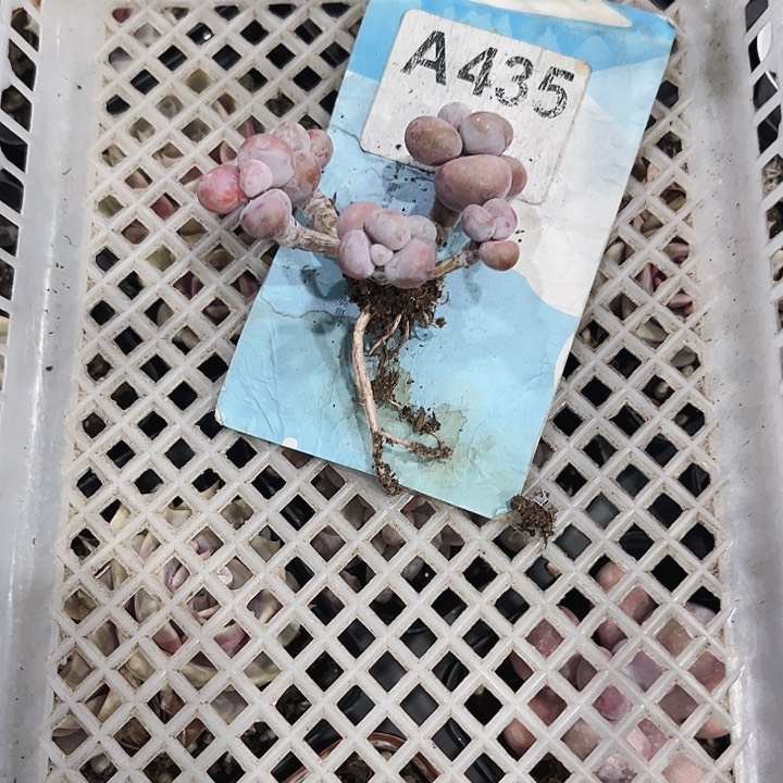 清*435名密密麻麻密密麻麻