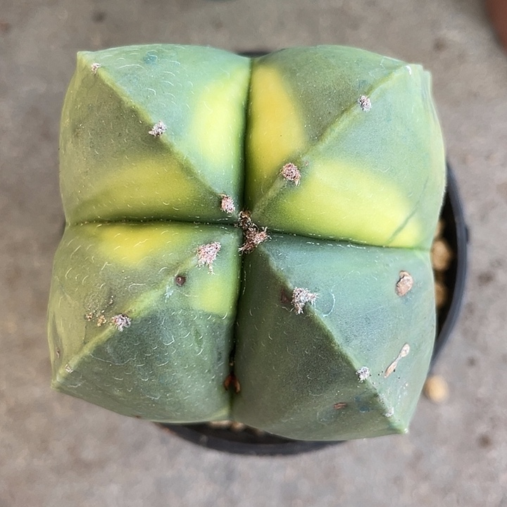 尚***綸四角红叶鸾凤玉仙人球一物一拍