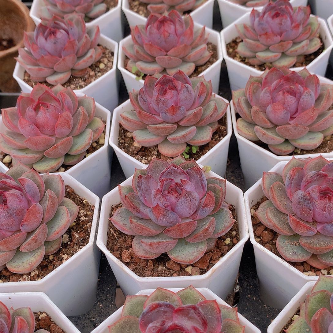 两颗黑橙3457788999000