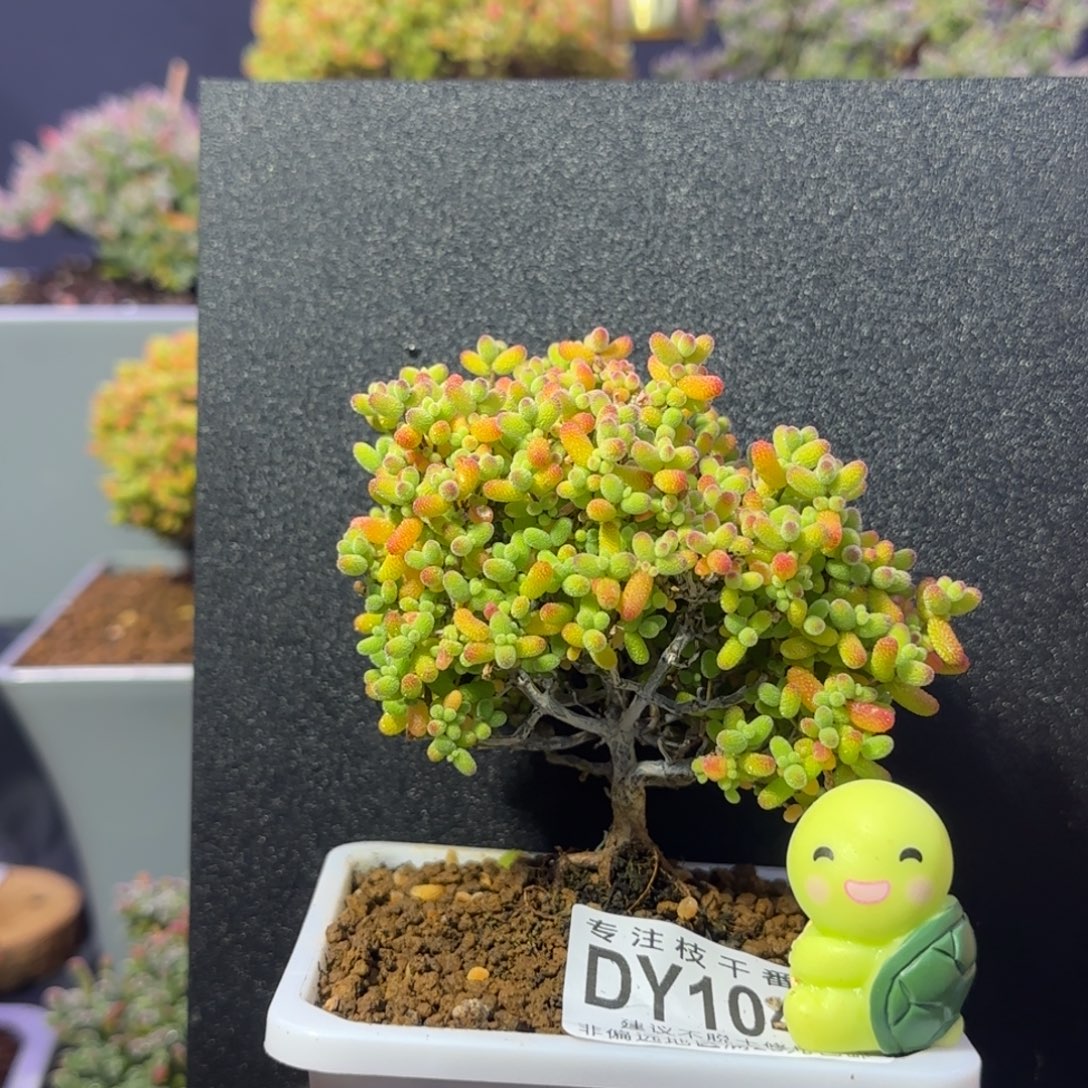 dy1045精控金桔造型桩
