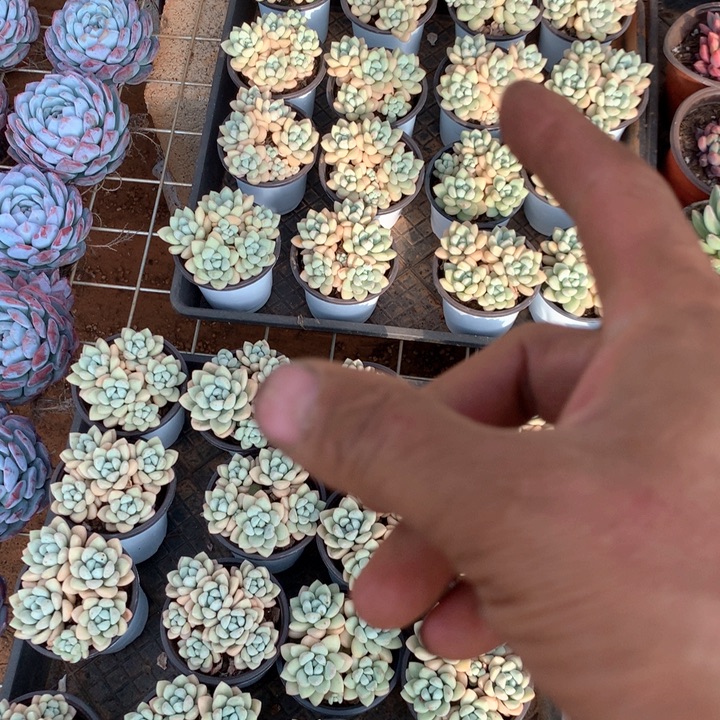 泡泡糖两颗两单包邮