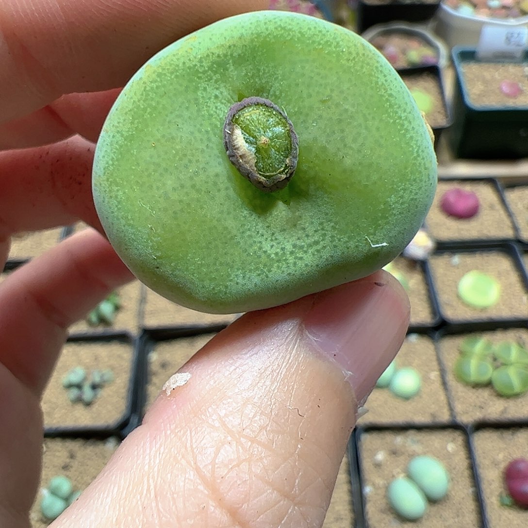 【闪购商品】161 翠光