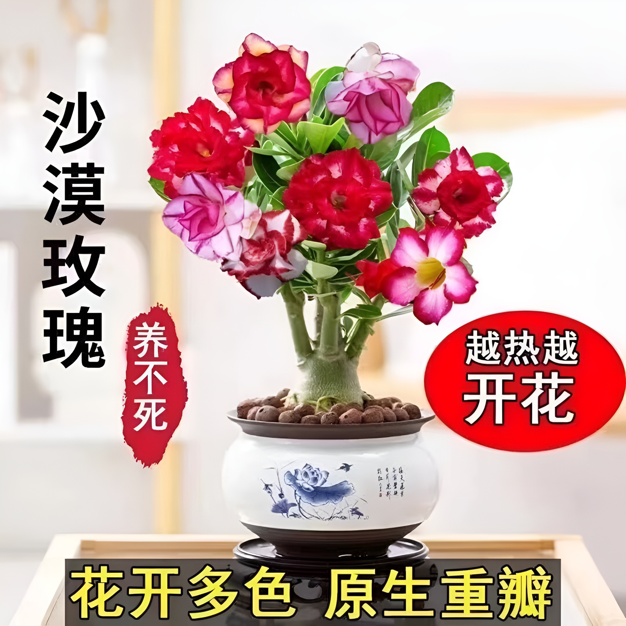 重瓣沙漠玫瑰花盆栽四季花开庭院室内外阳台好养花卉绿植