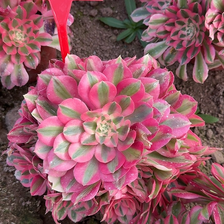 5-8粉女巫多肉法师