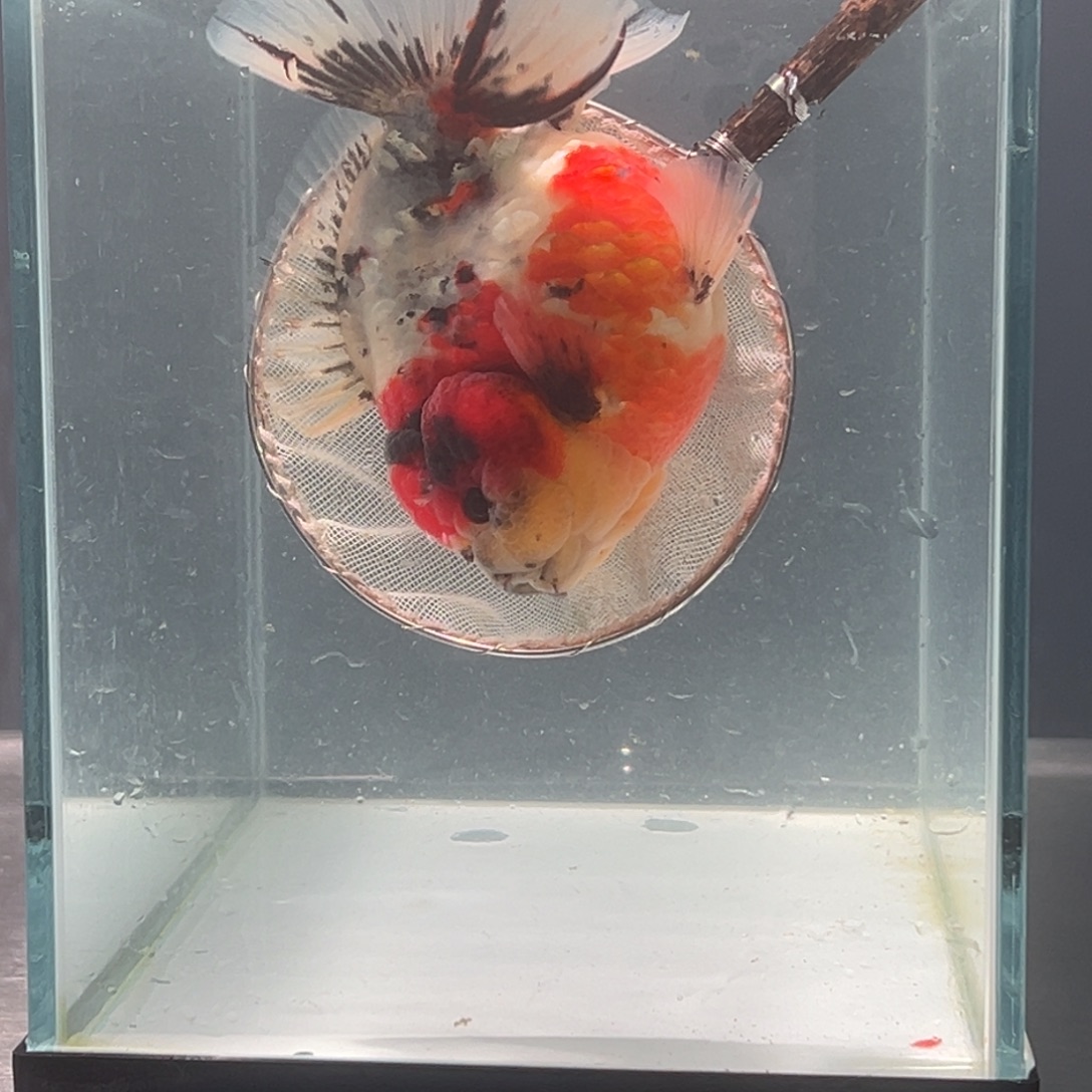 金鱼0707565555633333866666