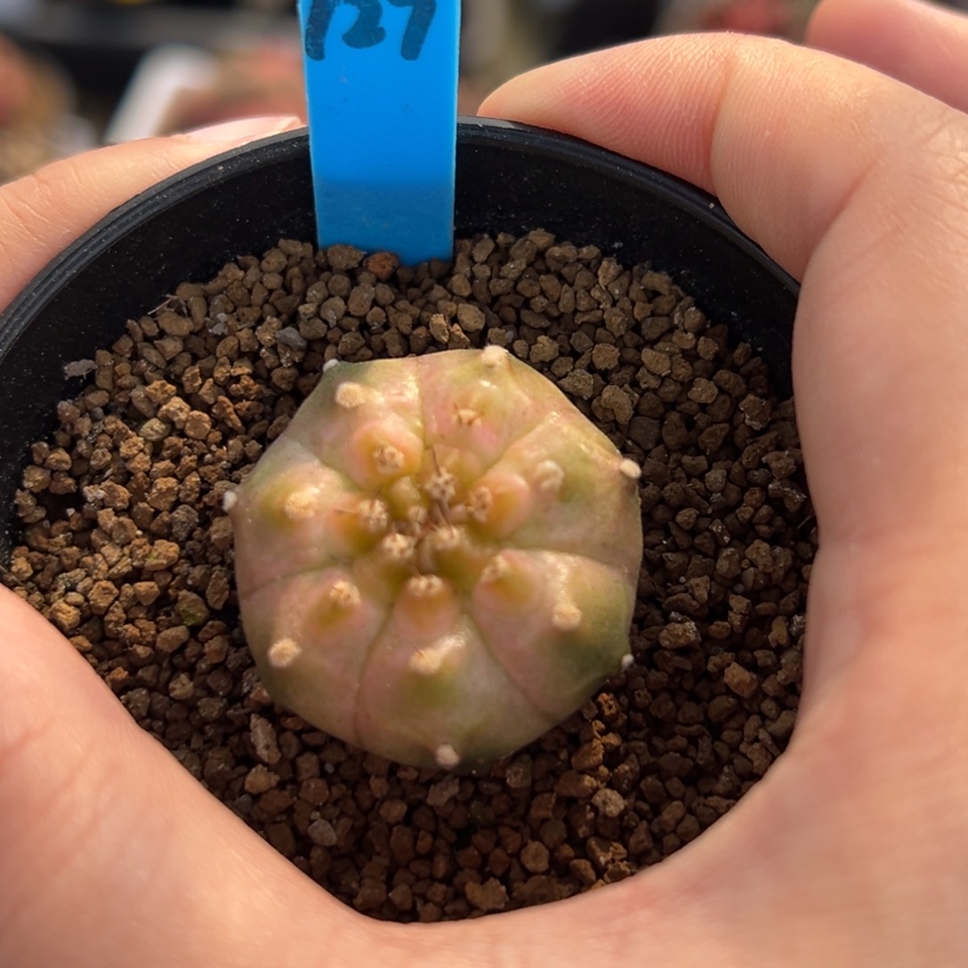 泰系侧芽白锦轮回127