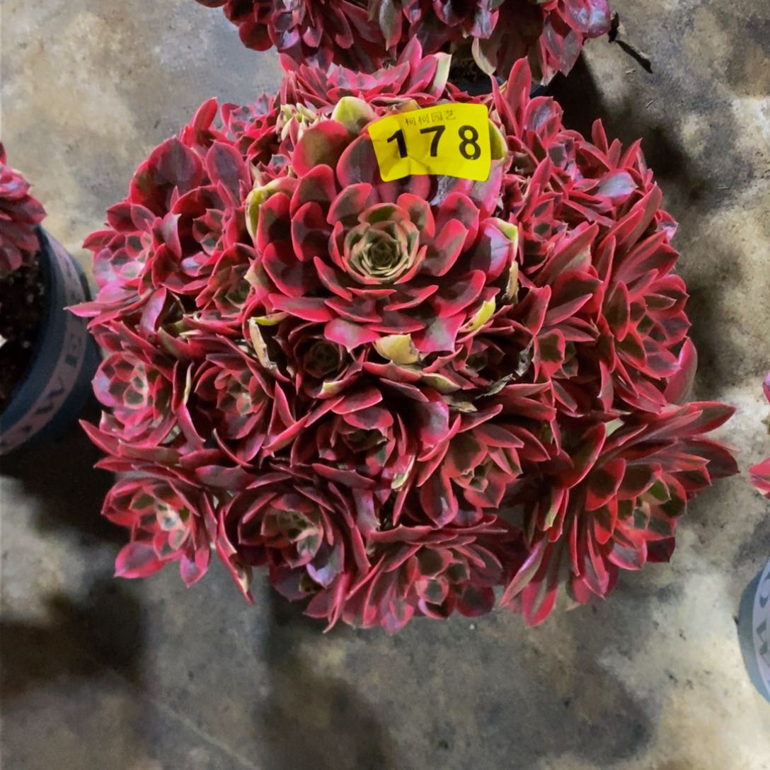 依*多肉0000178女妖