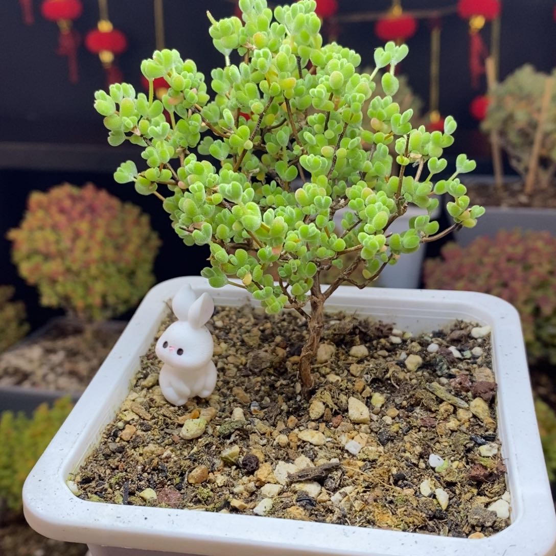 199号莱斯枝干多肉