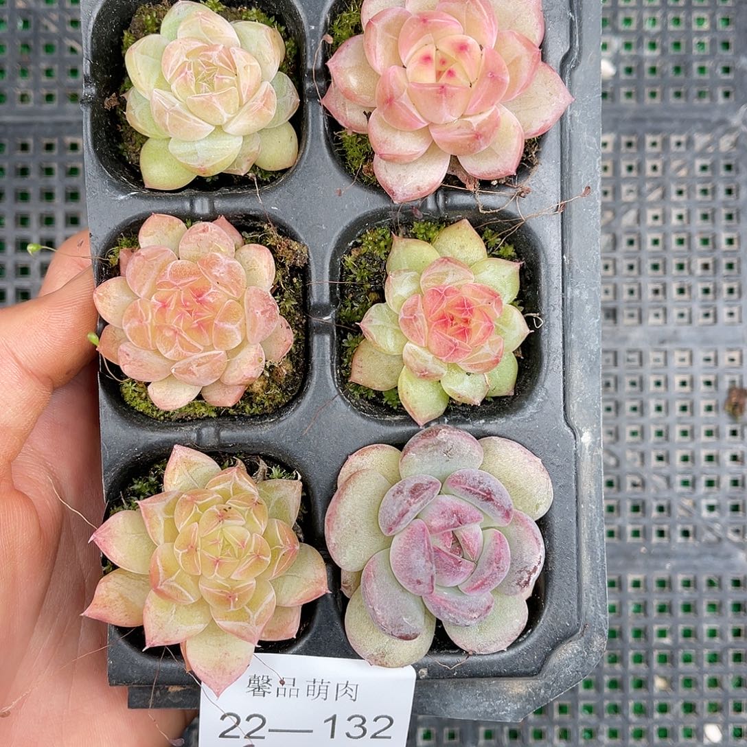 多肉一物一拍22-132