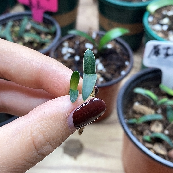 完全开放君子兰君子兰君子兰