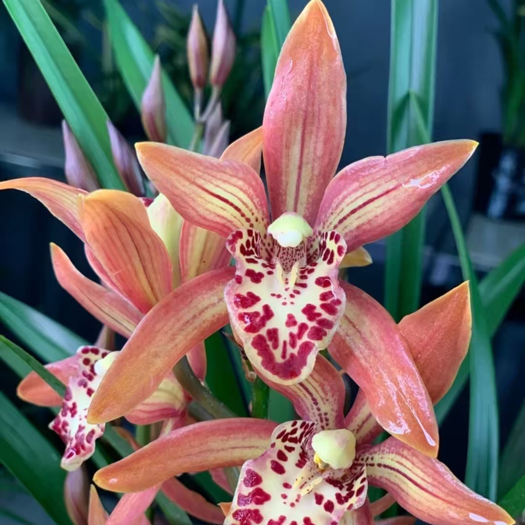 【醉美人】精品名贵精品品种兰草盆栽绿植花卉秋季开花发货精选
