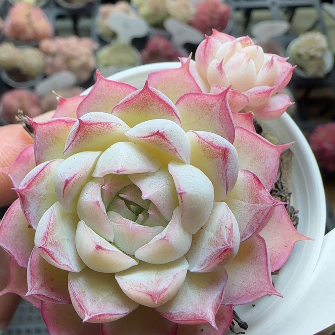 花语逸境0221-742