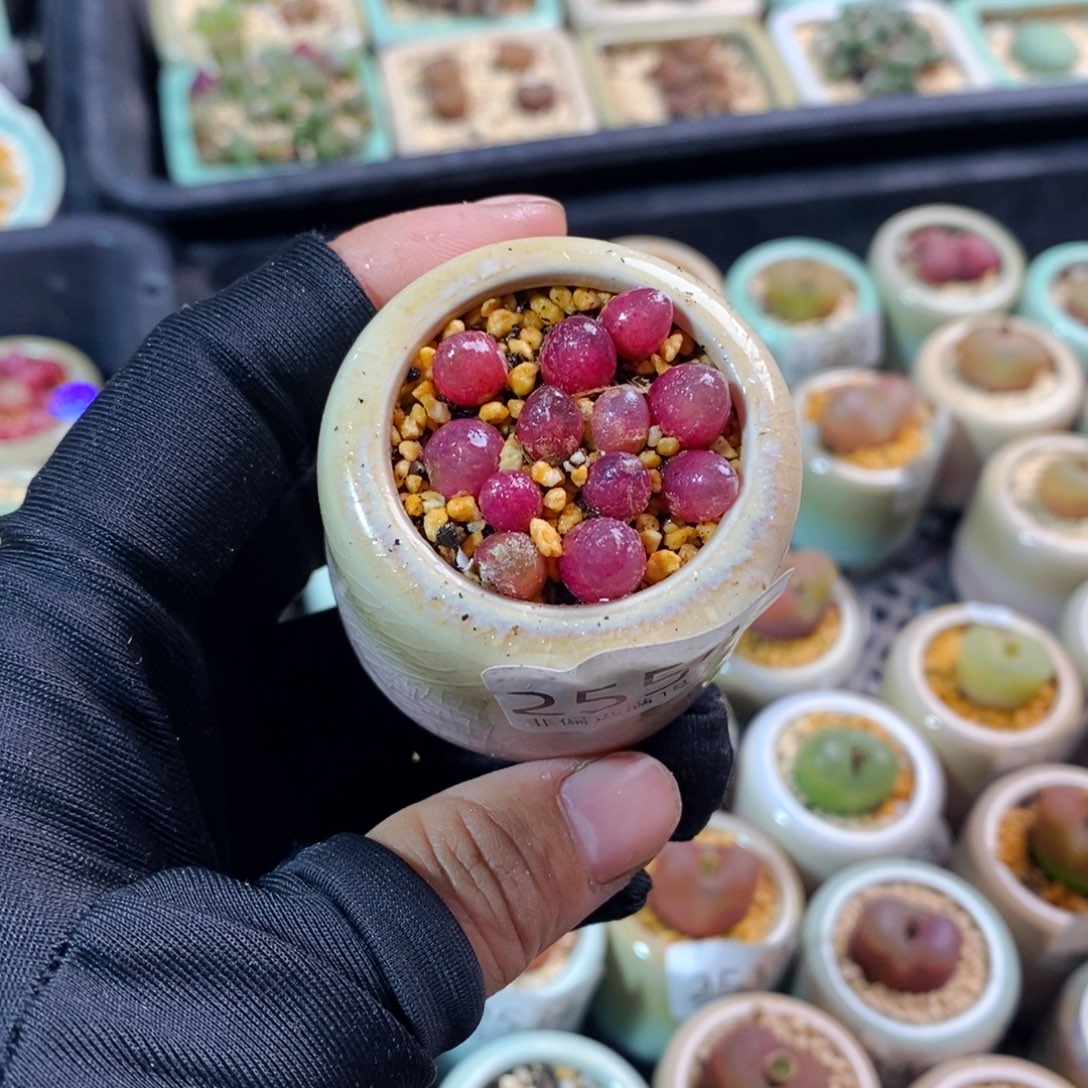 2554-一物一拍带盆