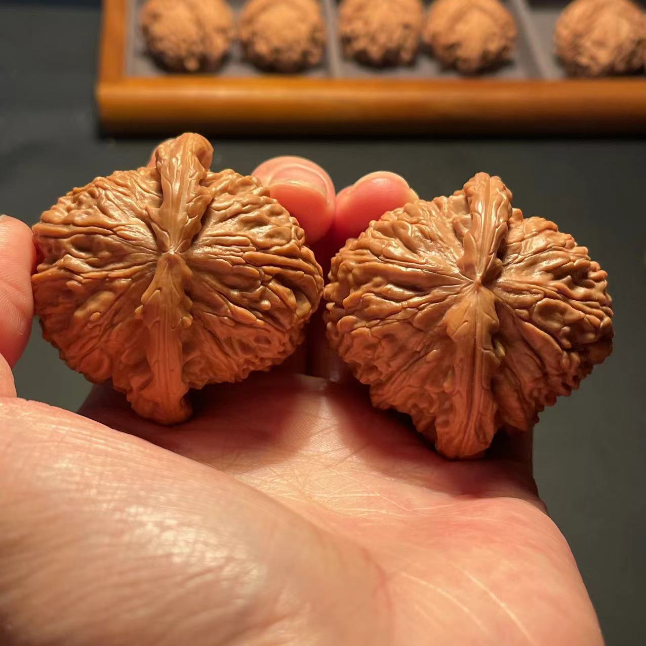 45左右白狮子文玩核桃对核桃