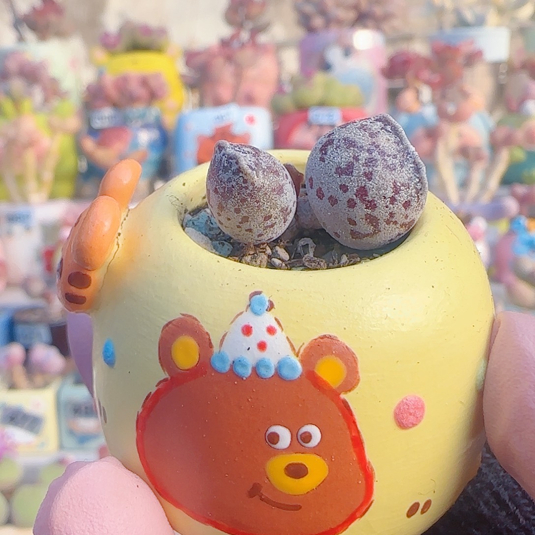 L 圆滚滚达摩白丸 盆口3cm