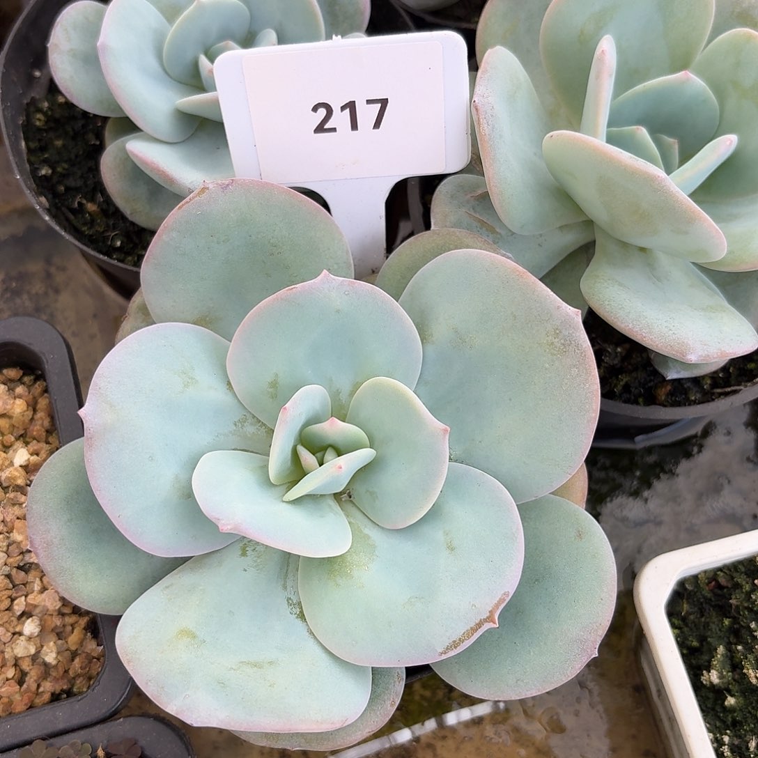 奶茶1234567891011213