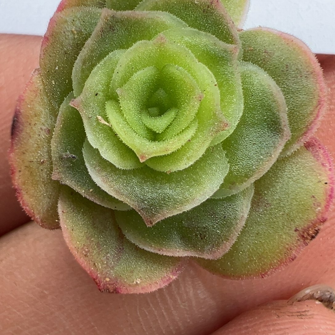 ****来陈陈901开播福利若初x各种侧芽