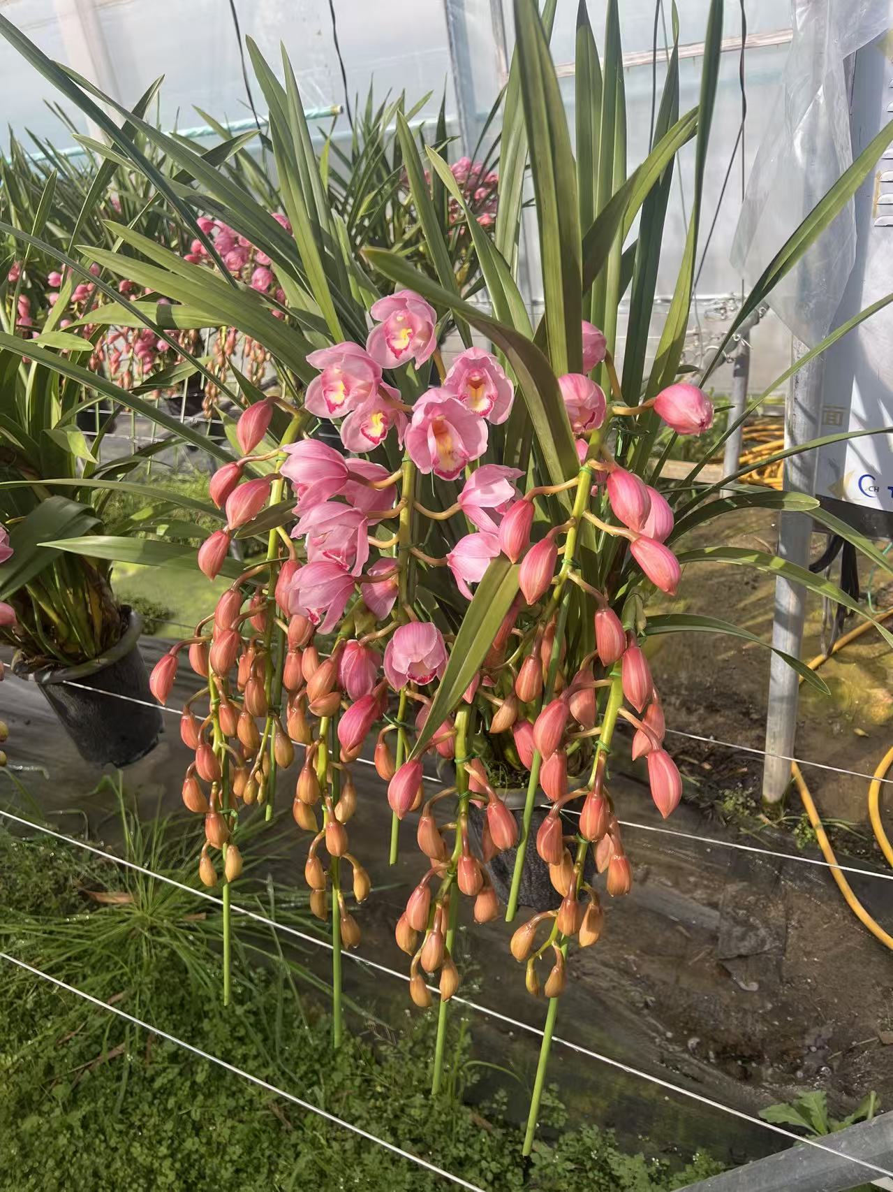 【福韵兰姿  大花蕙兰福娘盆栽】_____雅室藏春  福泽绵长