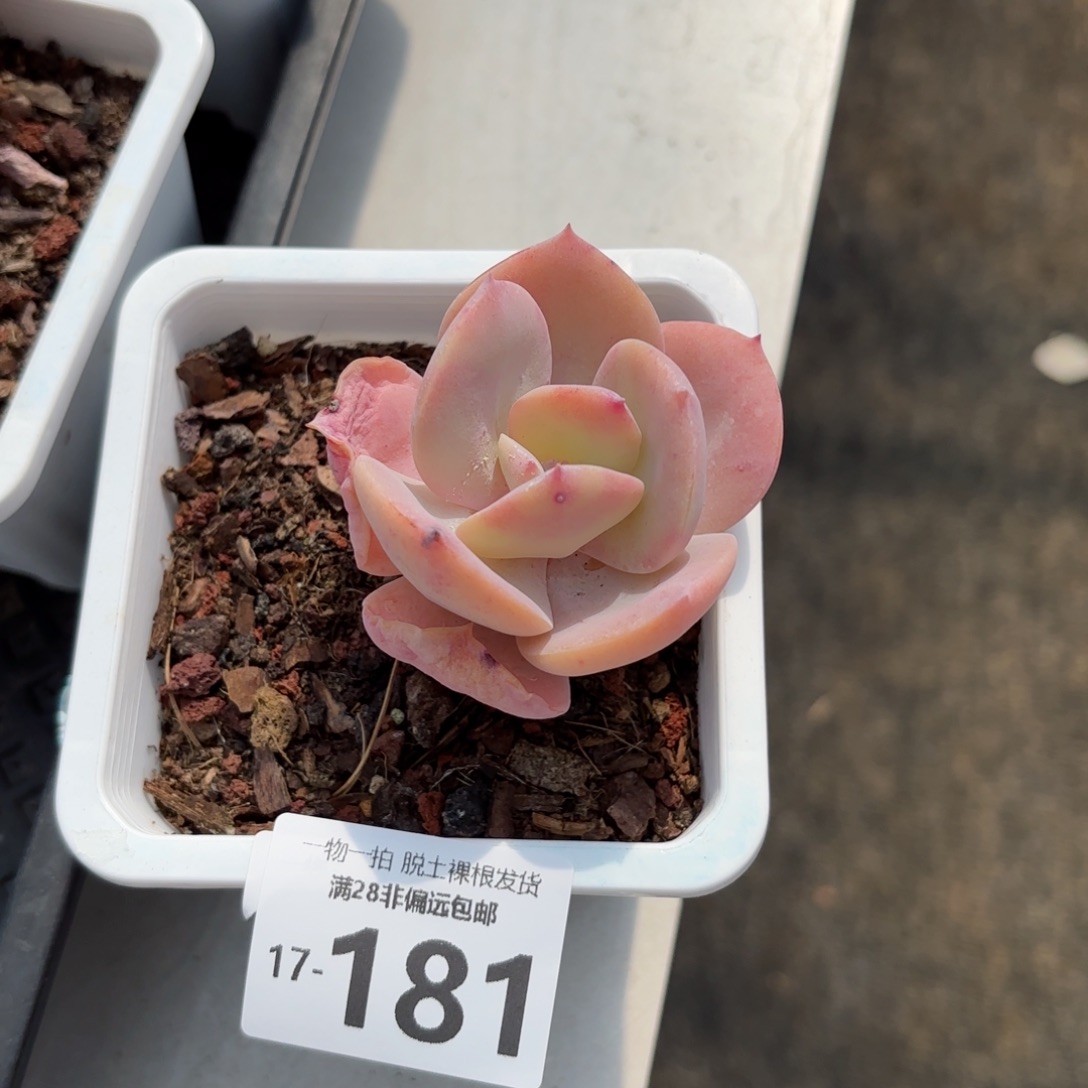 白卡老桩多肉多肉多肉