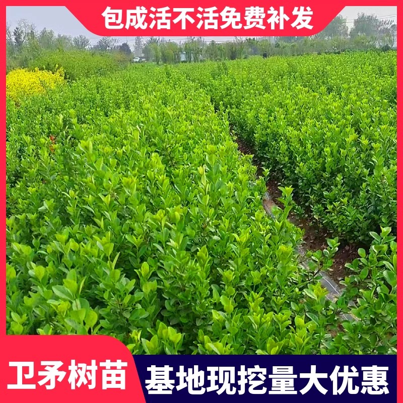 卫矛苗卫矛球冬青四季常绿耐寒绿化工程苗木别墅庭院绿篱篱笆植物