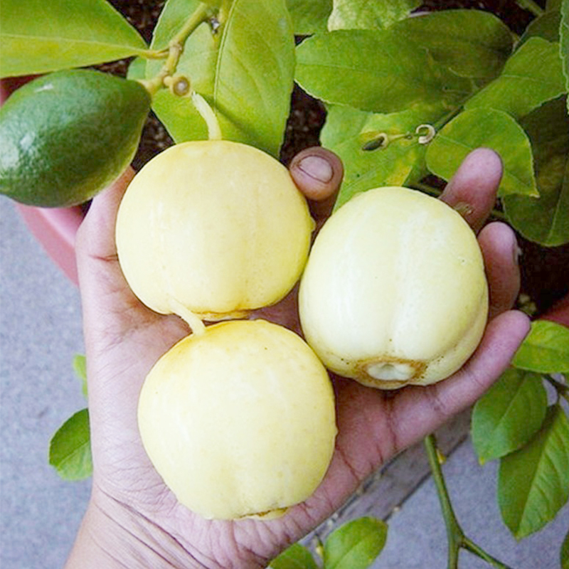 苹果黄瓜秧苗水果黄瓜种籽苗小黄瓜种子阳台盆栽春季四季蔬菜种苗