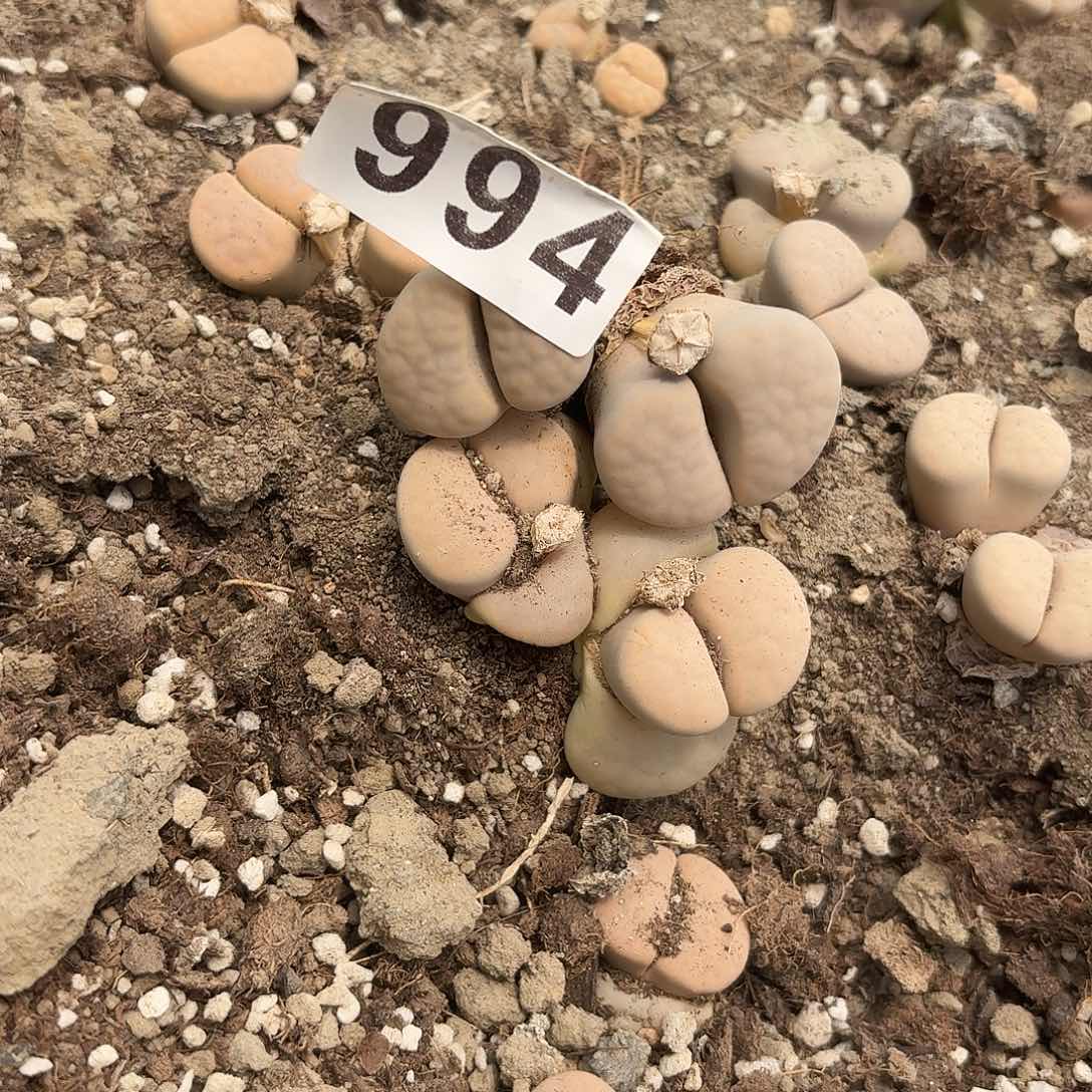生石花一物一拍994