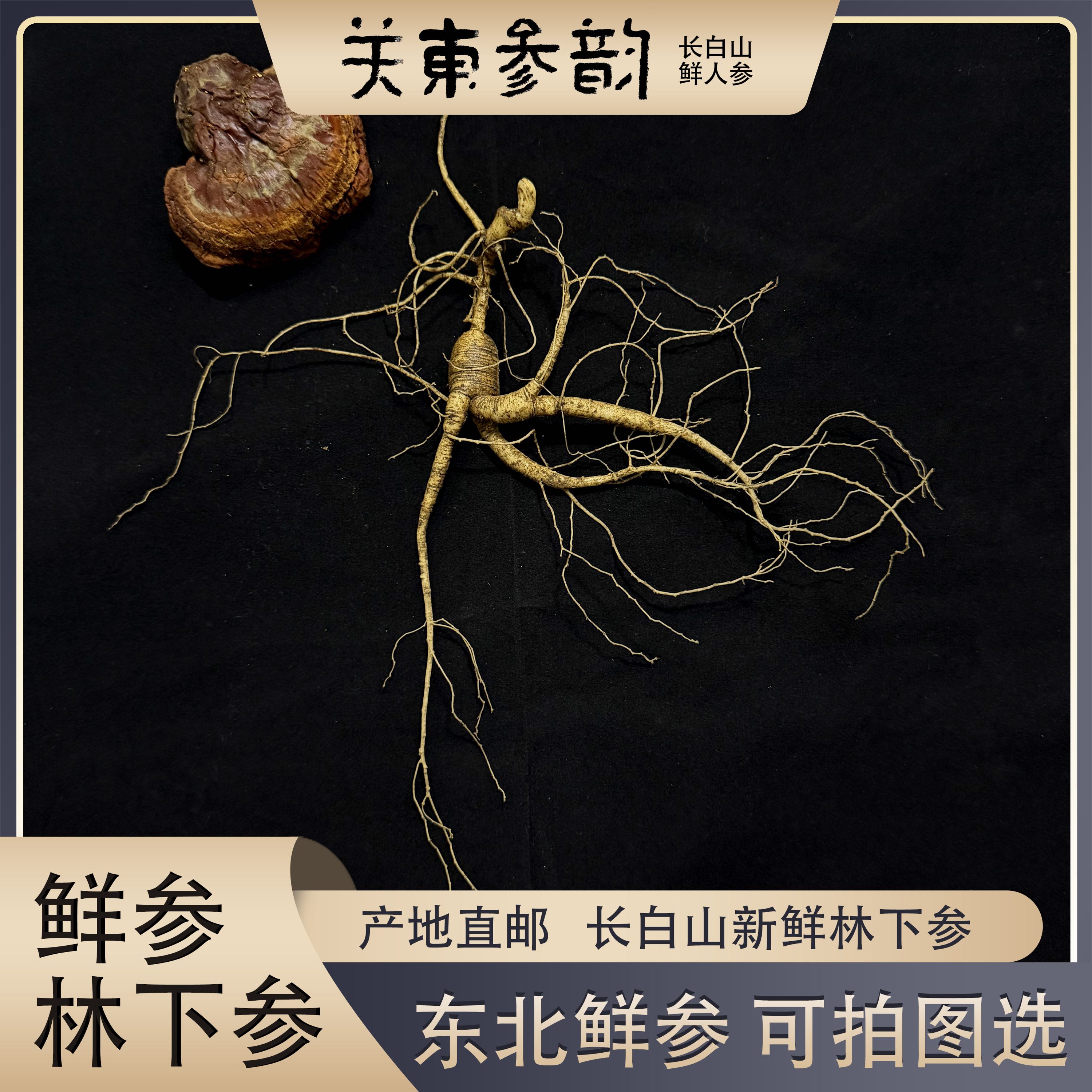 新鲜长白山林下参 鲜人参东北特产人参10克左右 泡酒煲汤