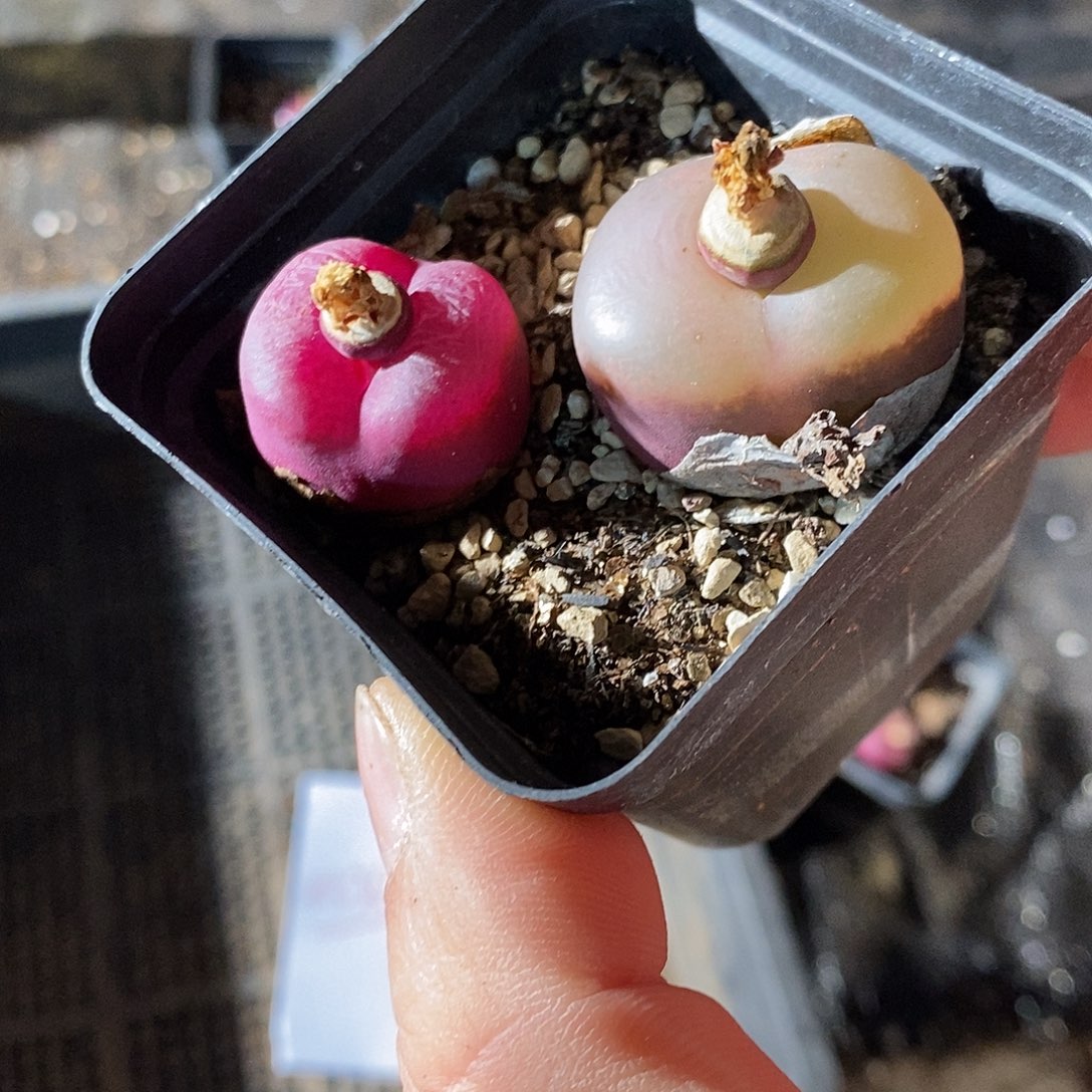 25367。   荔枝窗。加紫红翻唇。 