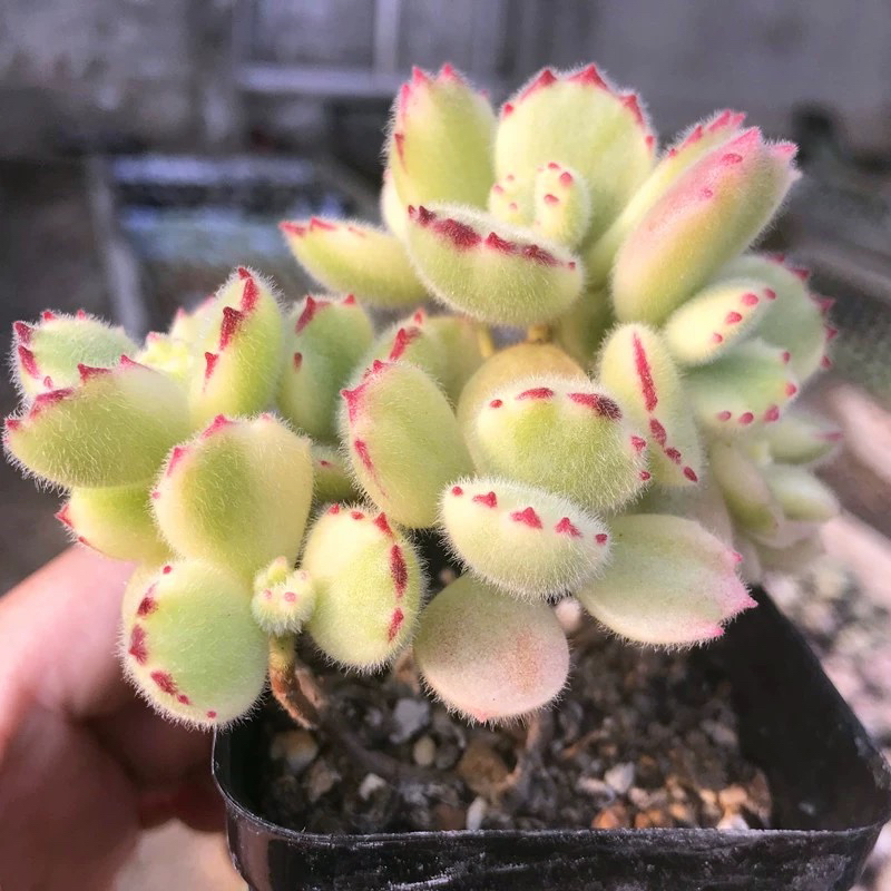 【满9.9包邮】白熊6.5cm盆多肉植物以直播间展示为主