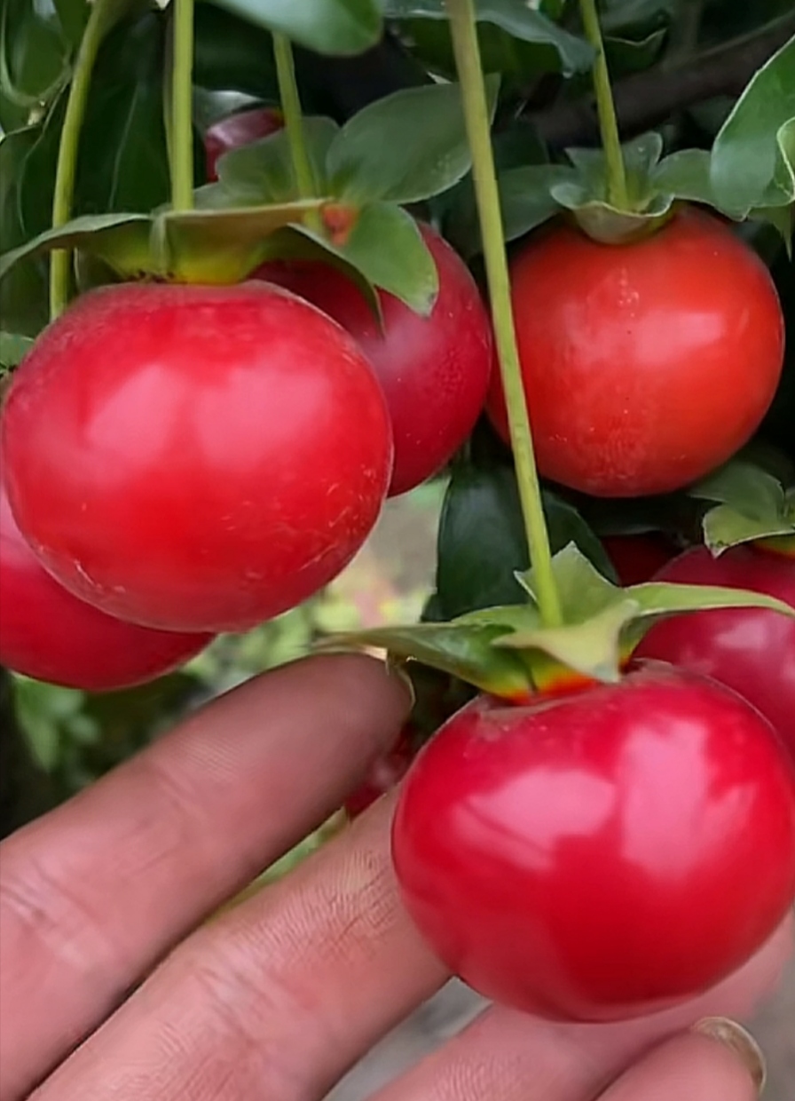 金弹子正品逸源红嫁接苗包对版