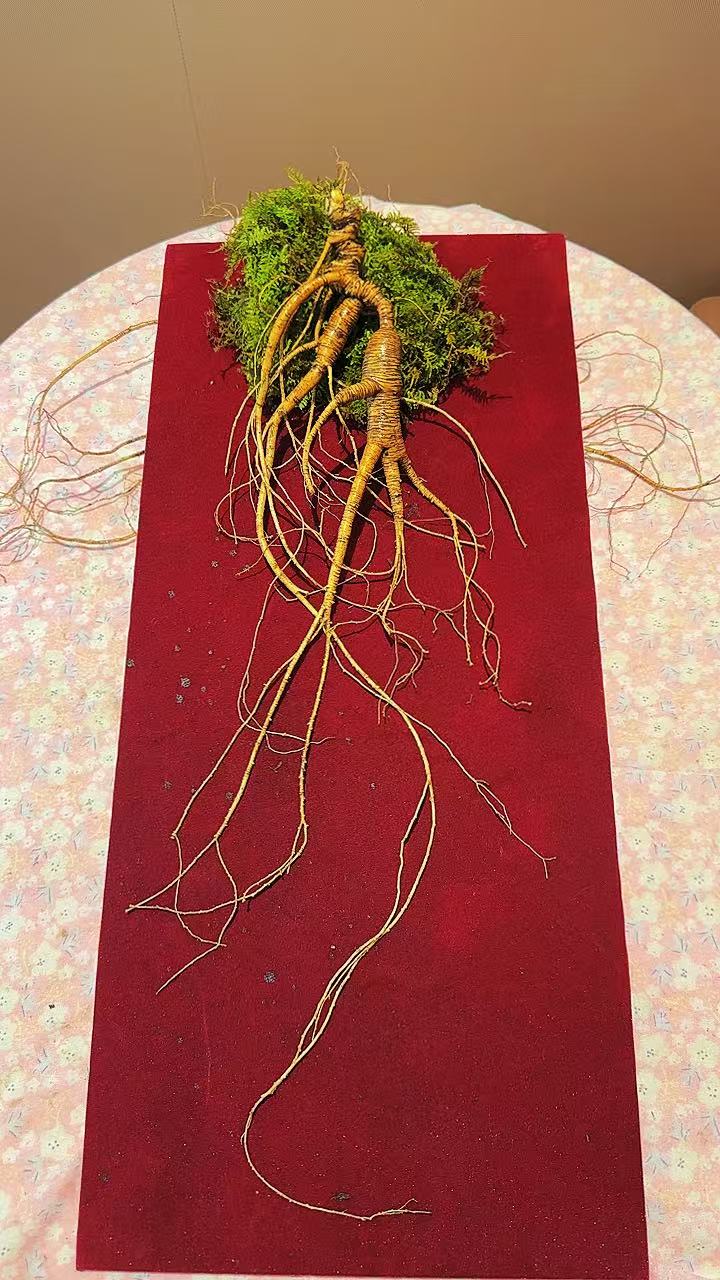 长白山鲜林下参自然滋补养生送礼佳品