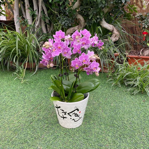 【欧洲小兰】六支花剑北京基地直发折枝赔付5元