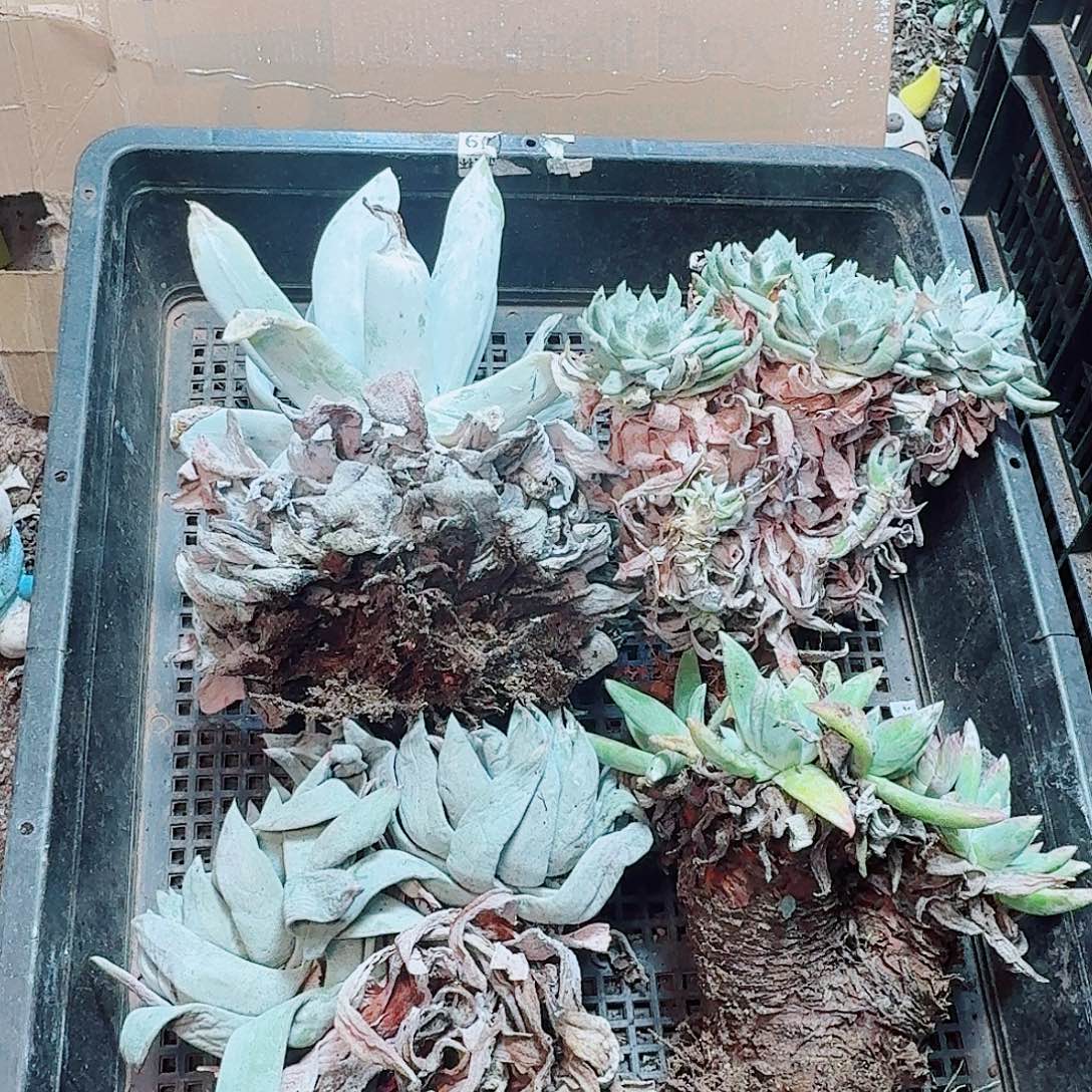 6227瑕疵框拍不售后