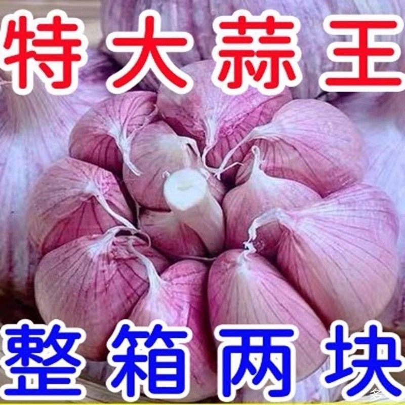 2025新蒜大蒜正宗紫白皮大蒜大蒜头干蒜5斤紫白皮干大蒜干大蒜1斤